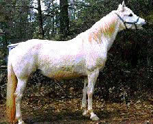 WELARA
